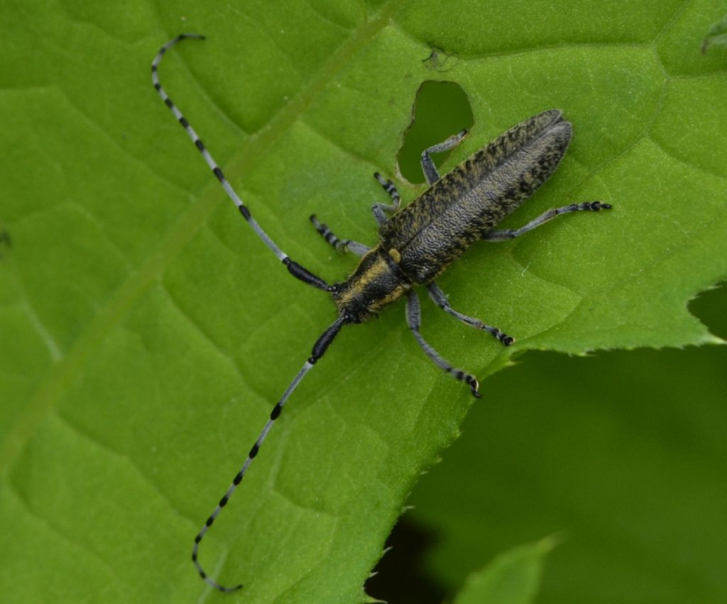 Agapanthia  villosoviridescens